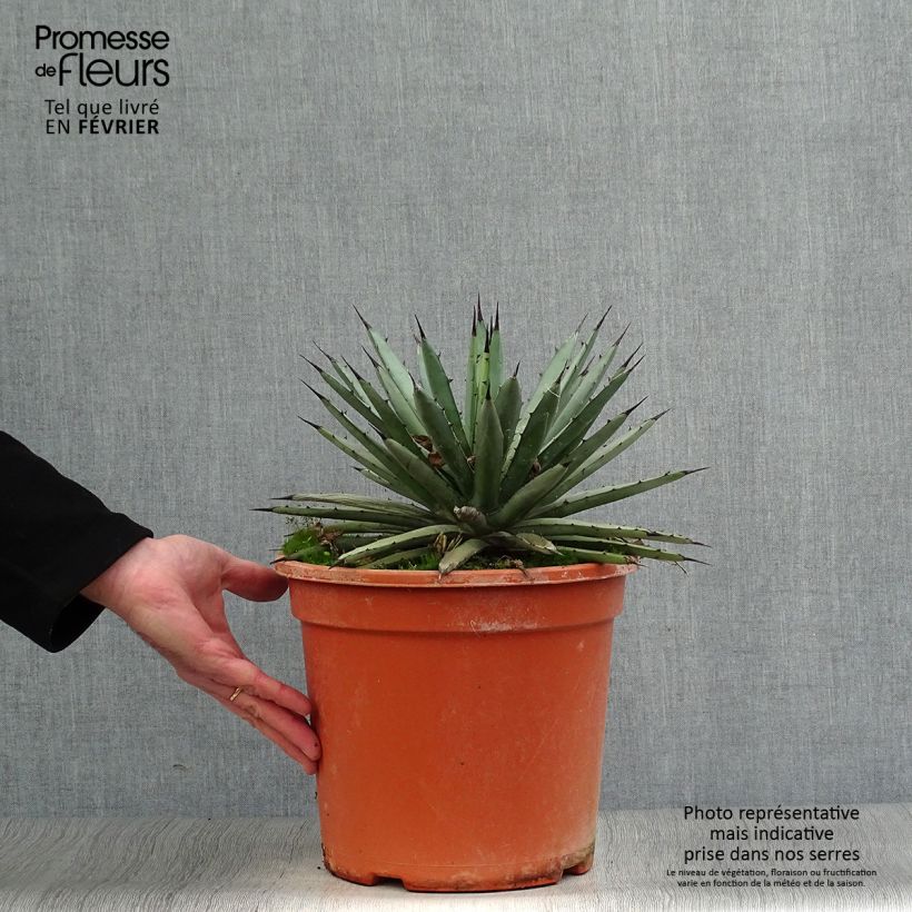 Agave macroacantha Pot de 7,5L/10L esemplare consegnato in inverno