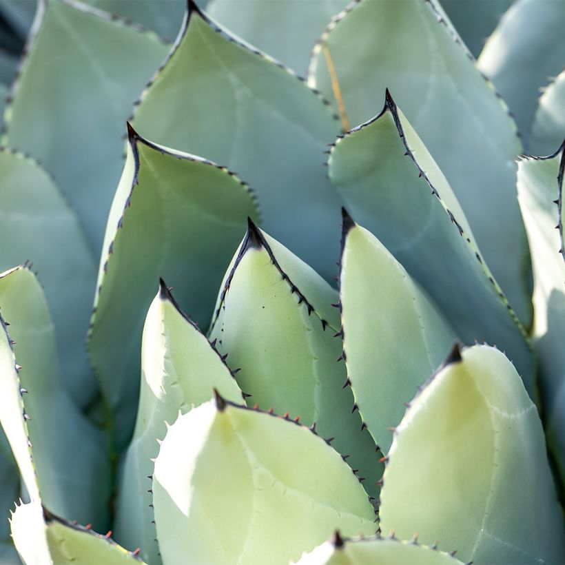 Agave macroacantha (Fogliame)