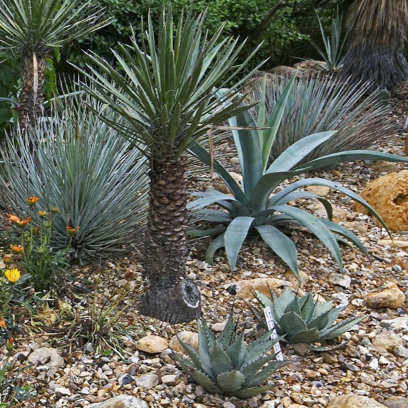 Agave macroacantha (Porto)