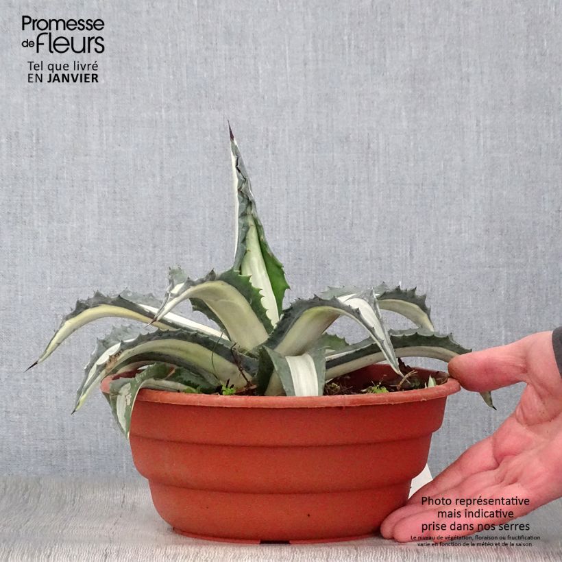 Agave mediopicta Alba - Agave d'Amérique pot de 3L esemplare consegnato in inverno