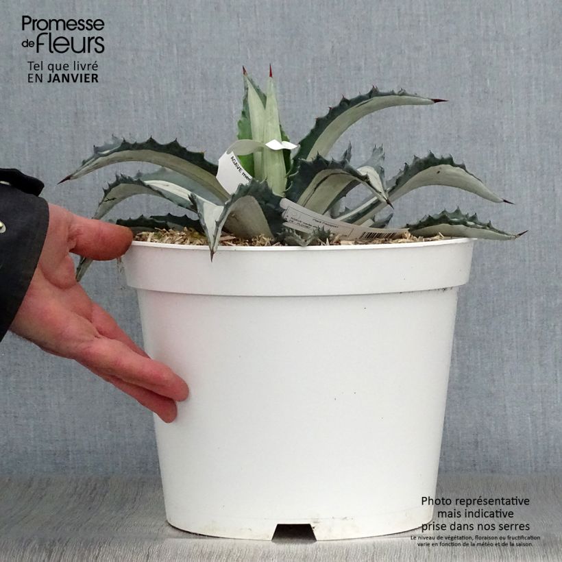 Agave mediopicta Alba - Agave d'Amérique pot de 8L esemplare consegnato in inverno