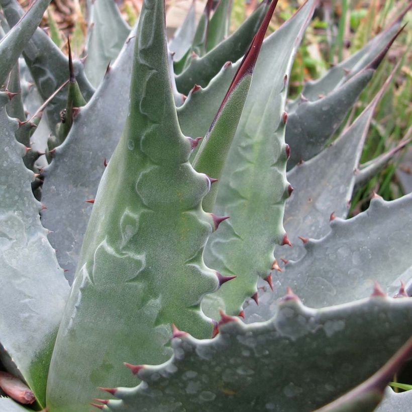 Agave montana (Fogliame)