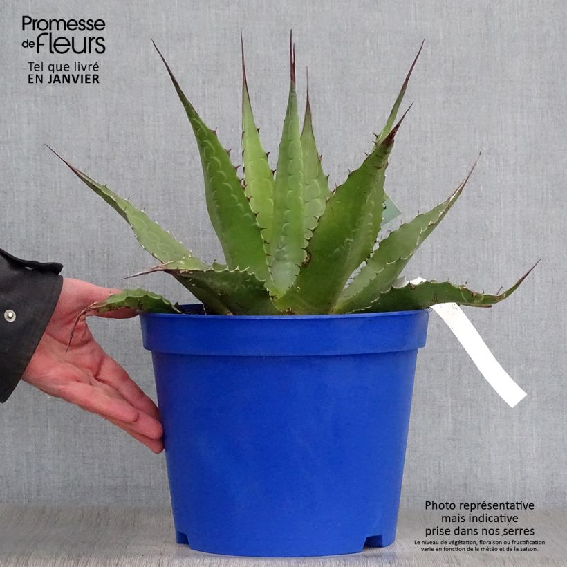 Agave montana Pot de 7,5L/10L esemplare consegnato in inverno