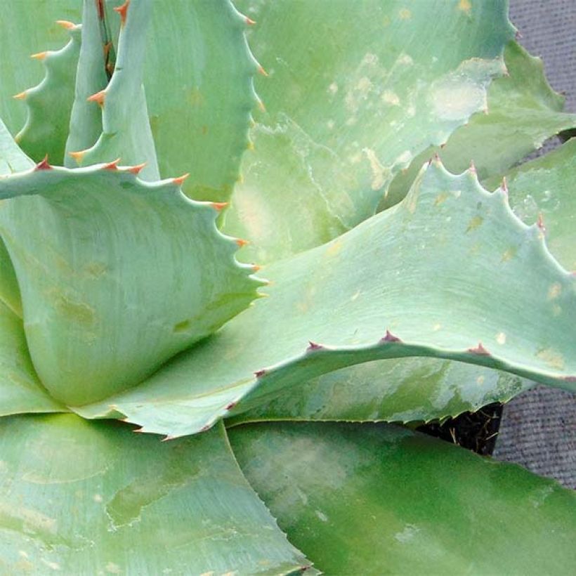 Agave ovatifolia (Fogliame)