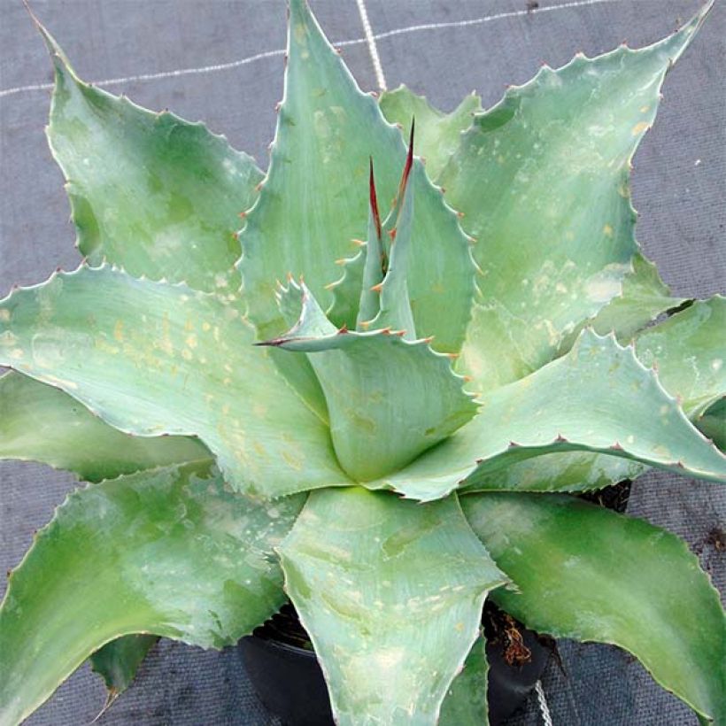 Agave ovatifolia (Porto)