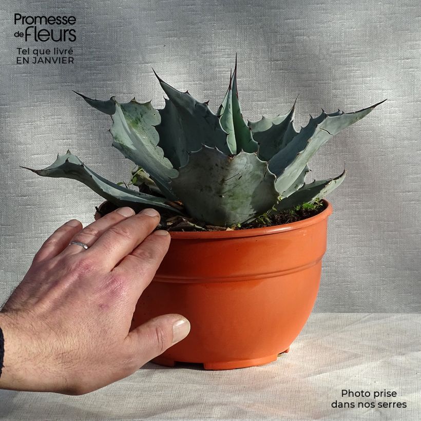 Agave ovatifolia  Pot de 3L/4L esemplare consegnato in inverno