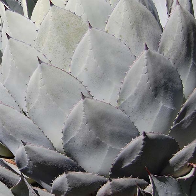 Agave parryi var. huachucensis (Fogliame)