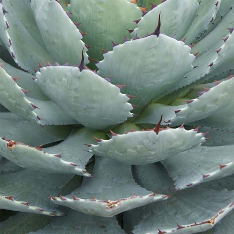 Agave Kikijokan (Fogliame)