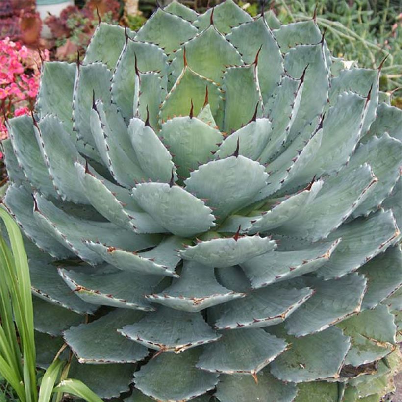 Agave Kikijokan (Porto)