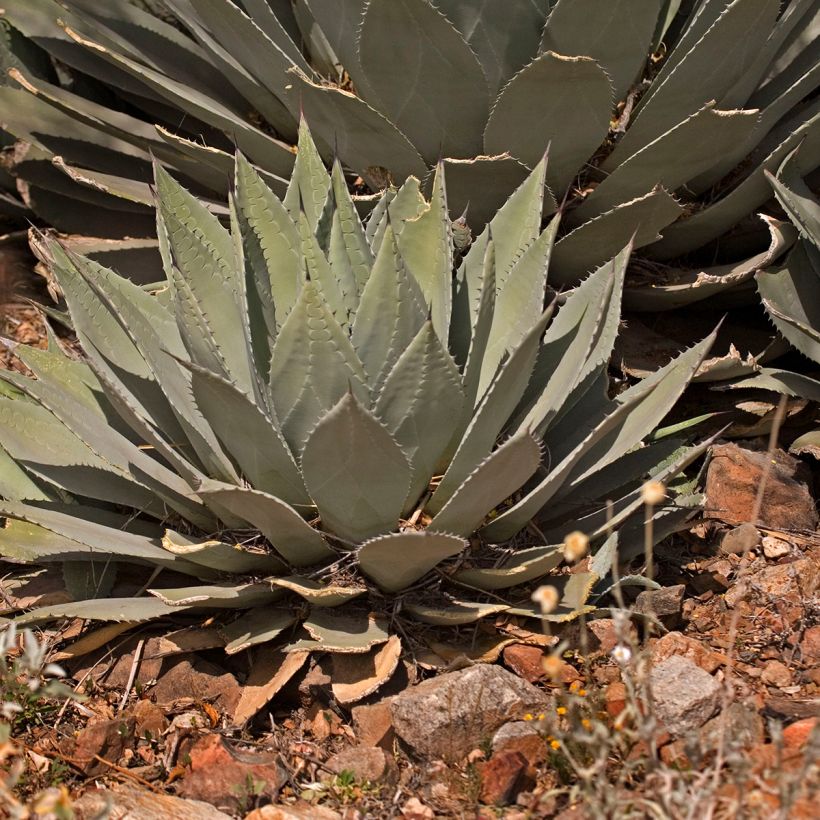 Agave parryi var. huachucensis (Porto)