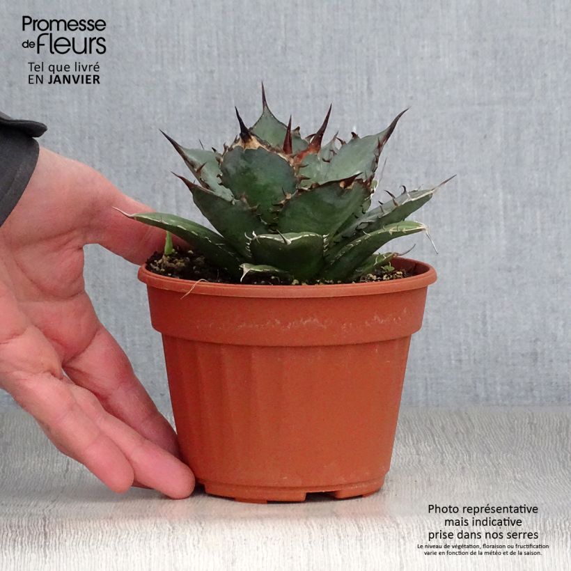 Agave titanota Pot de 13 cm esemplare consegnato in inverno