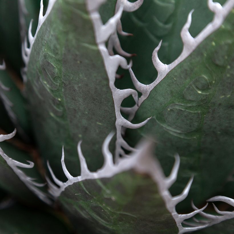 Agave titanota (Fogliame)