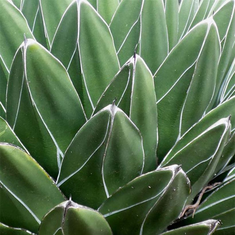 Agave victoriae-reginae (Fogliame)