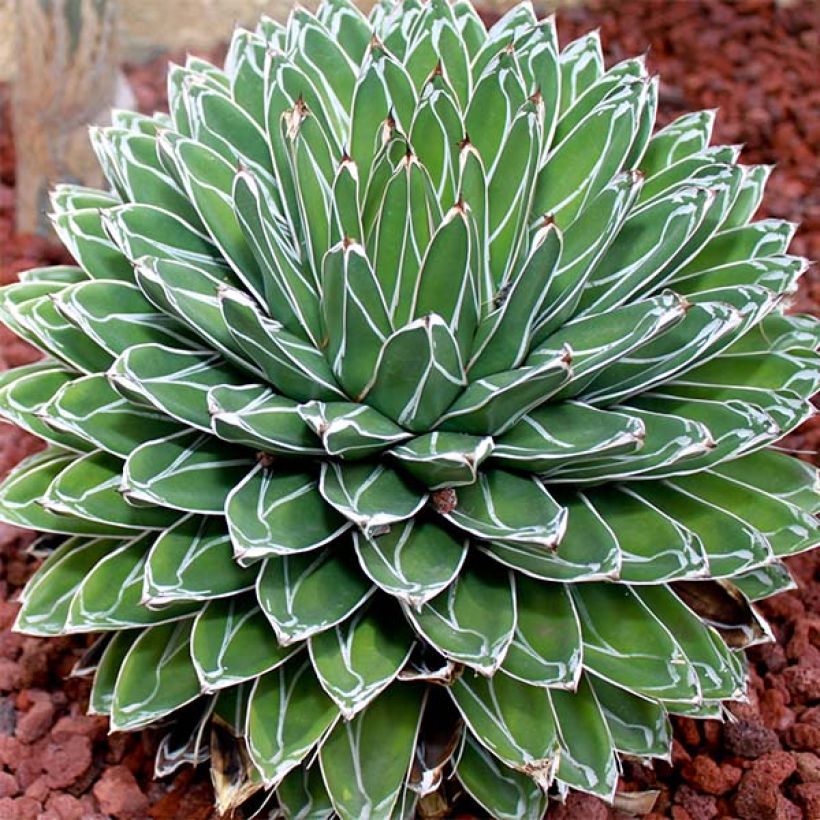 Agave victoriae-reginae (Porto)