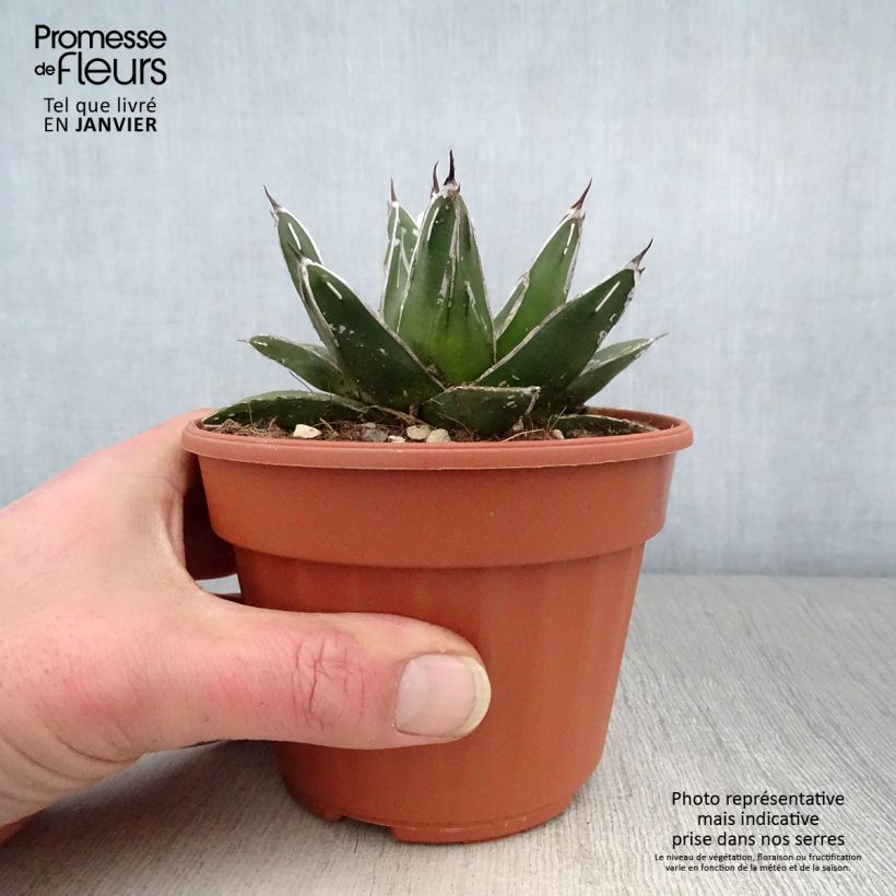 Agave victoriae reginae en pot de 13 cm esemplare consegnato in inverno