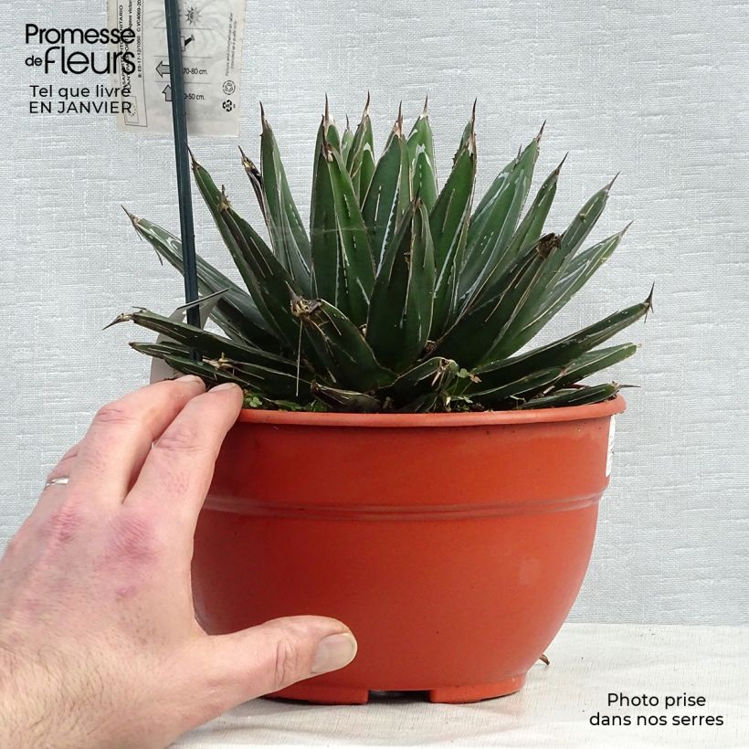 Agave victoriae reginae en pot de 3L esemplare consegnato in inverno