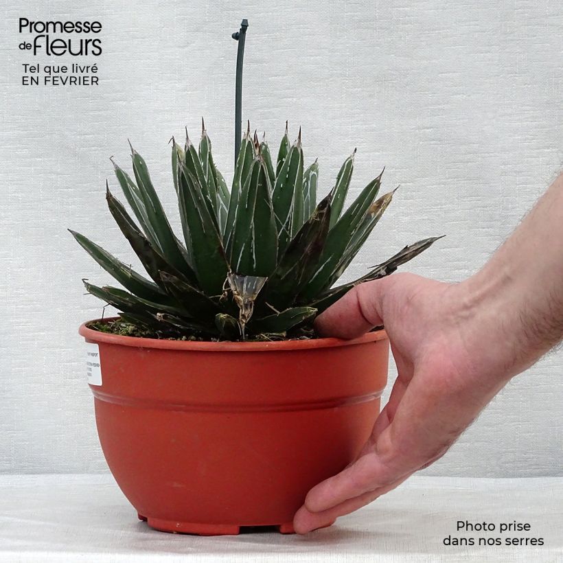 Agave victoriae reginae en pot de 5L esemplare consegnato in inverno