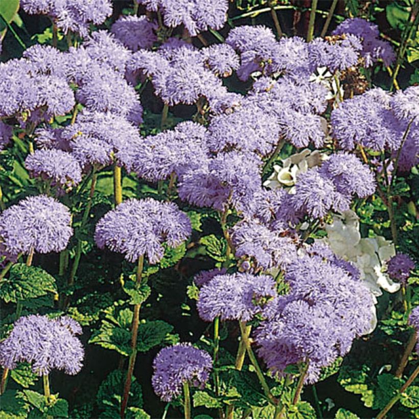 Ageratum City Blue (Fioritura)