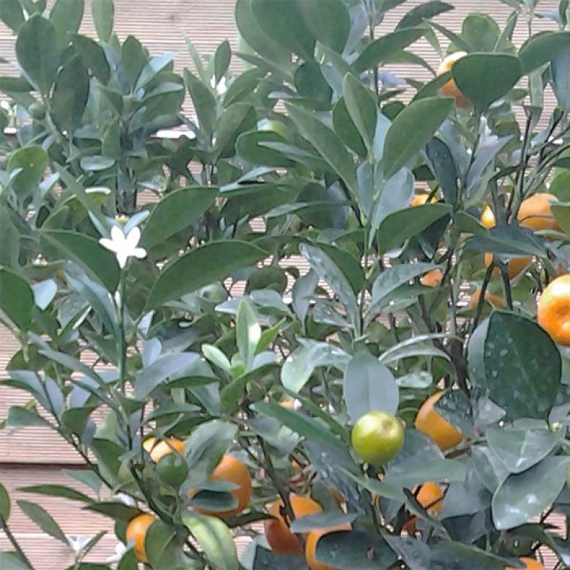 Citrus madurensis - Calamondino (Fogliame)