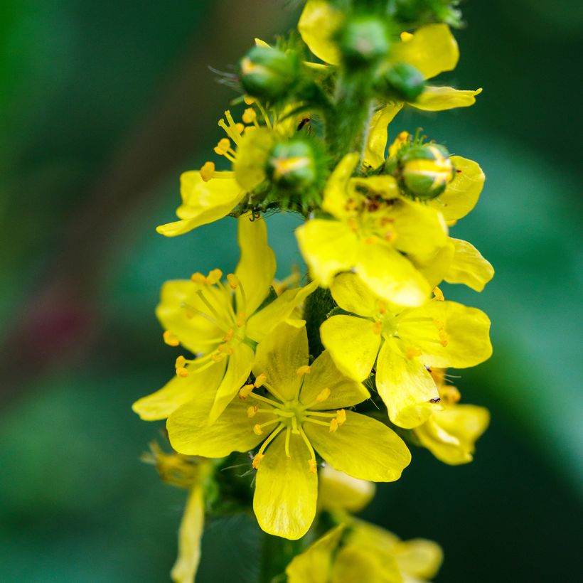 Agrimonia eupatoria - Agrimonia comune (Fioritura)