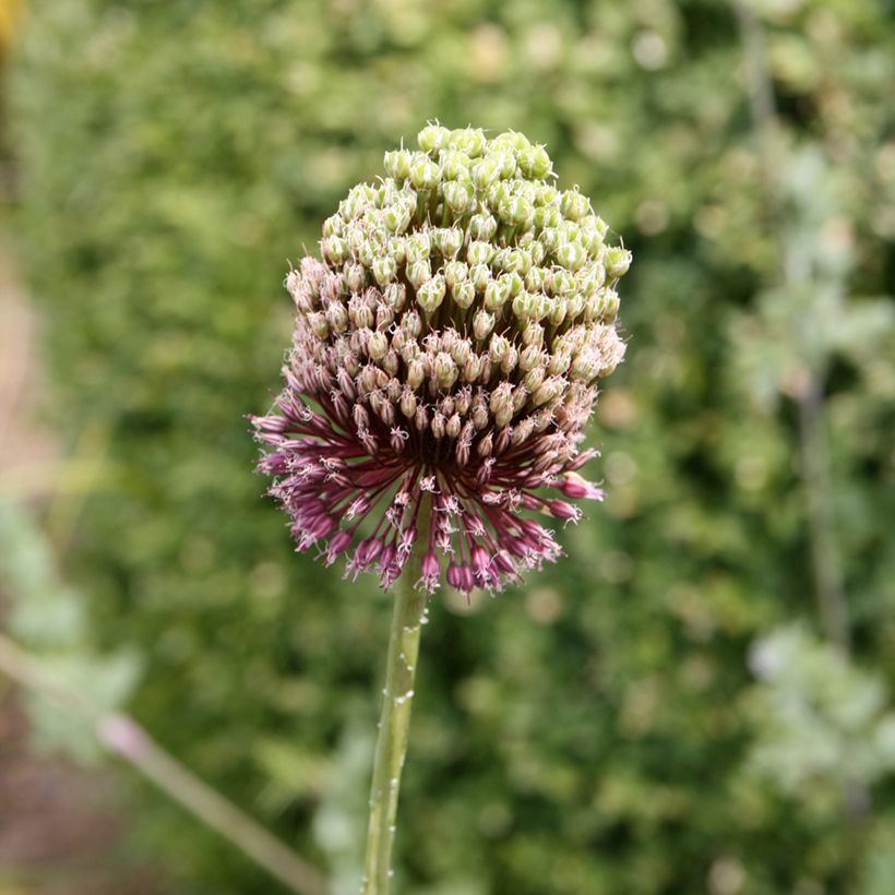 Allium Forelock - Aglio ornamentale (Fioritura)