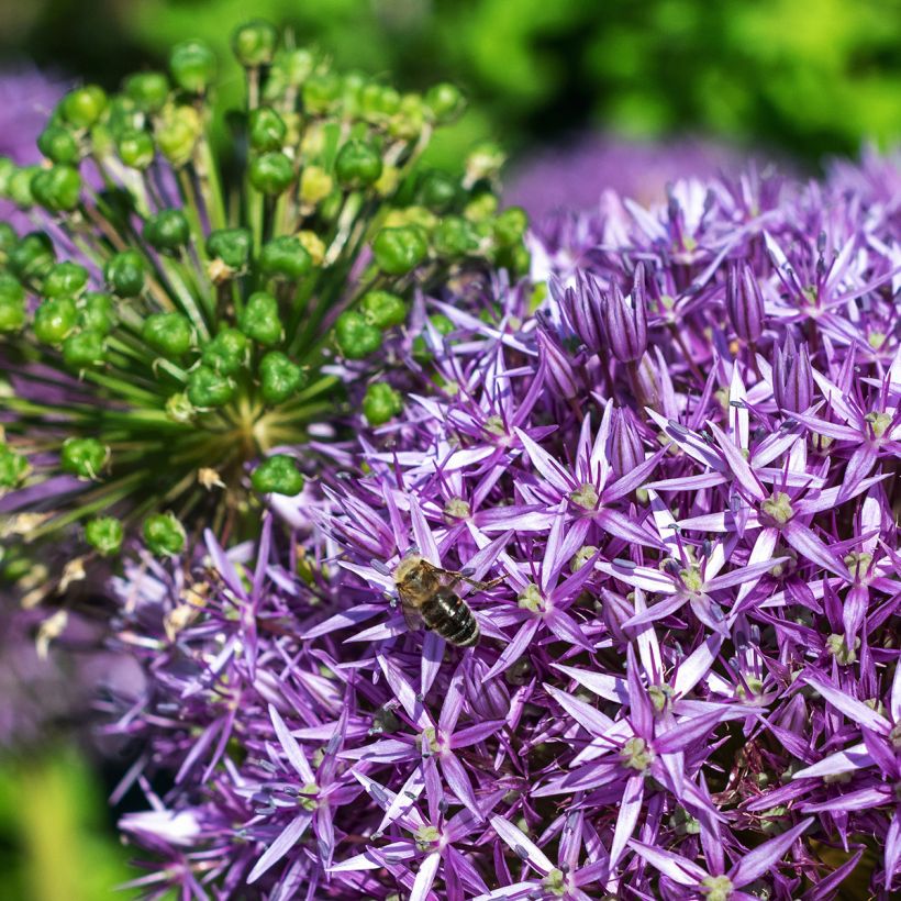 Allium Globemaster - Aglio ornamentale (Fioritura)