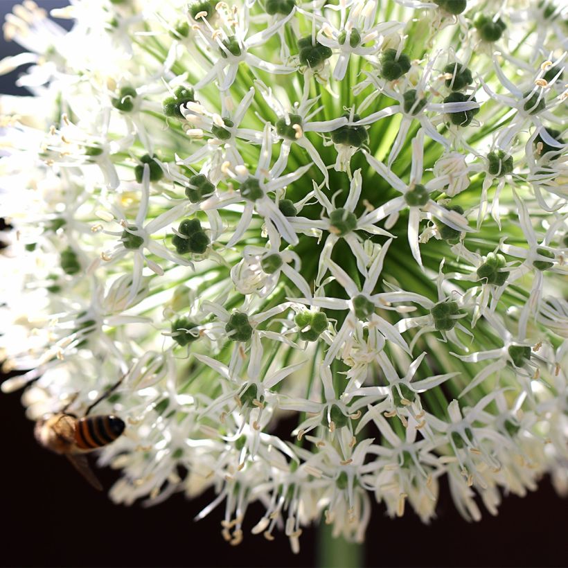 Allium stipitatum Mount Everest - Aglio ornamentale (Fioritura)