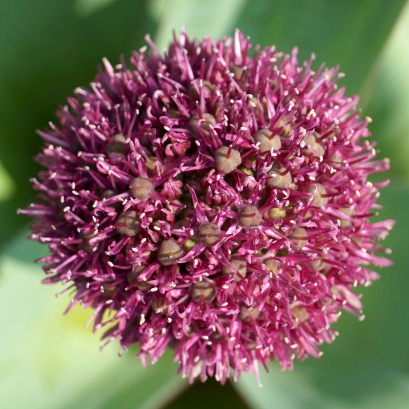 Allium Ostara - Aglio ornamentale (Fioritura)