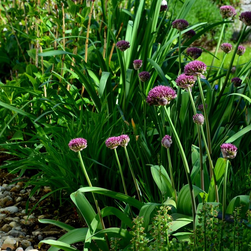 Allium Ostara - Aglio ornamentale (Porto)