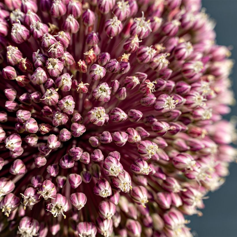 Allium Summer Drummer - Aglio ornamentale (Fioritura)