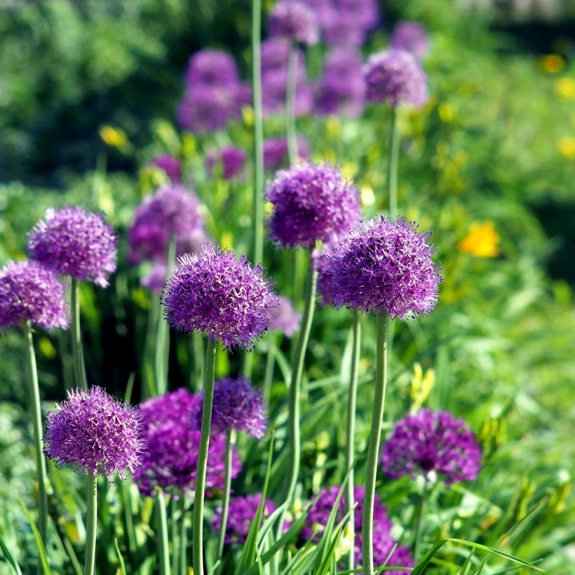 Allium Purple Sensation - Aglio ornamentale (Porto)