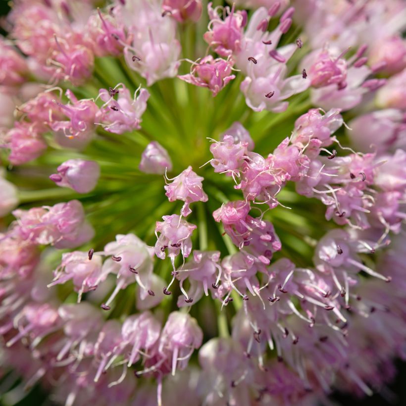 Allium angulosum - Aglio angoloso (Fioritura)