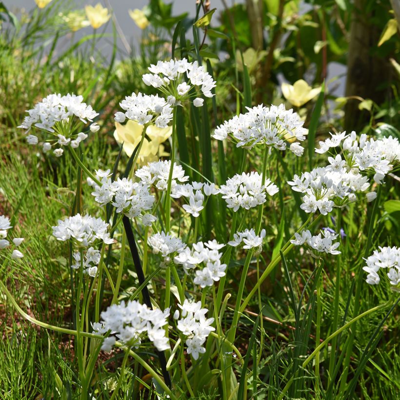 Allium neapolitanum Groupe Cowanii - Aglio napoletano (Porto)