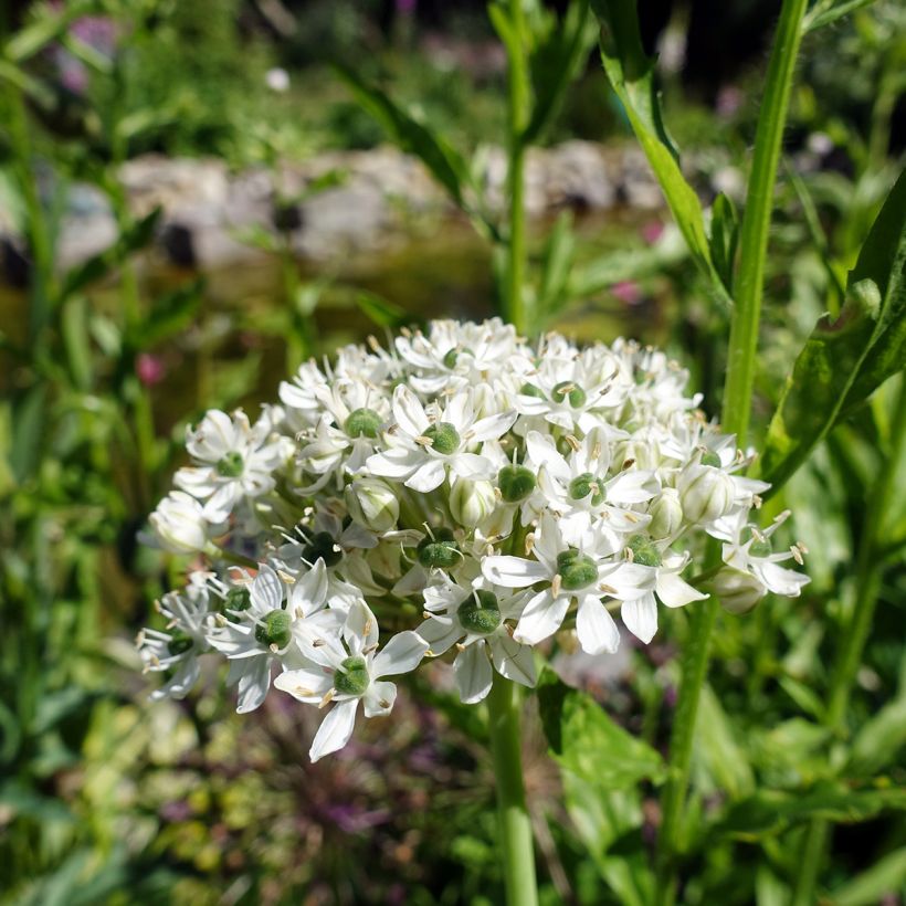 Allium nigrum subsp. multibulbosum - Aglio ornamentale (Fioritura)