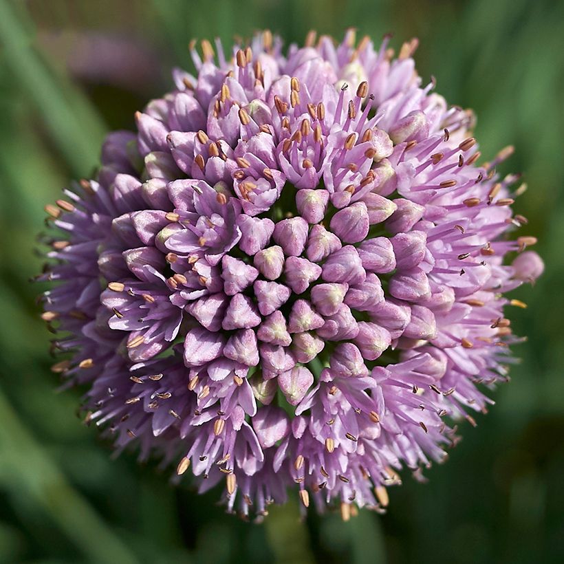 Allium Avatar - Aglio ornamentale (Fioritura)