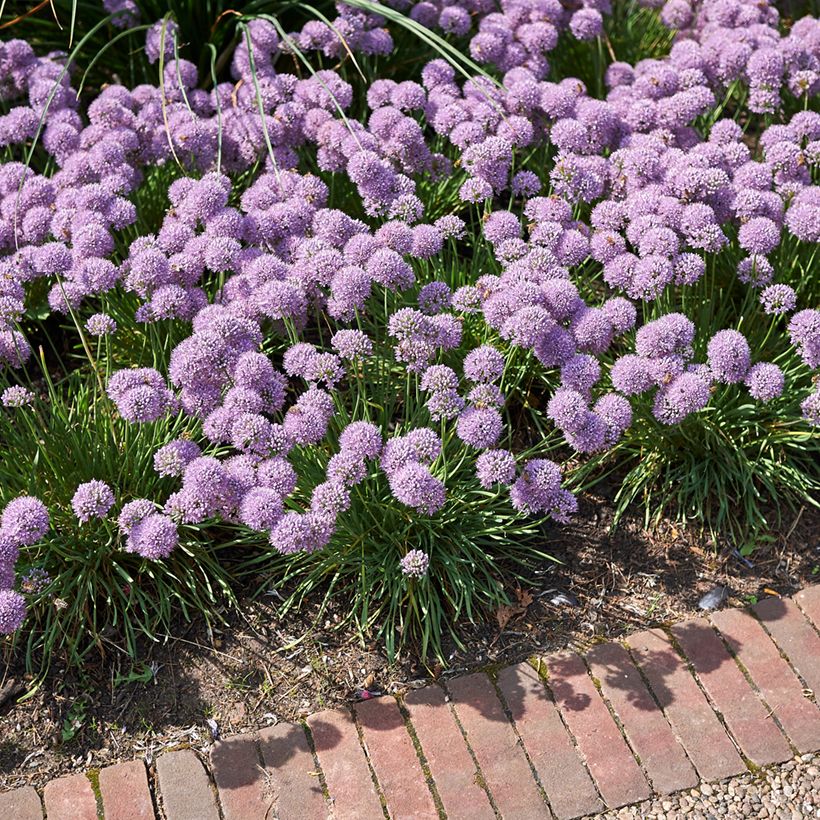 Allium Avatar - Aglio ornamentale (Porto)