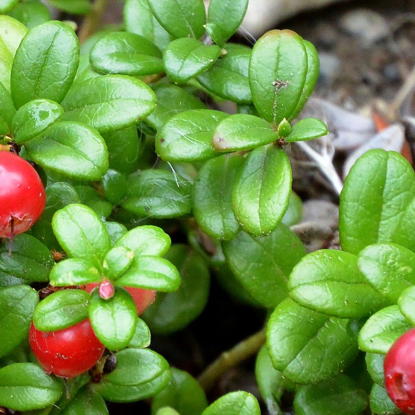 Mirtillo rosso - Red Pearl (Fogliame)