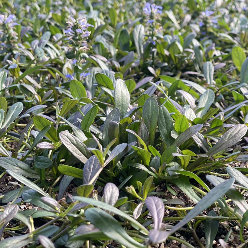 Ajuga Noble Nightingale - Bugola (Porto)