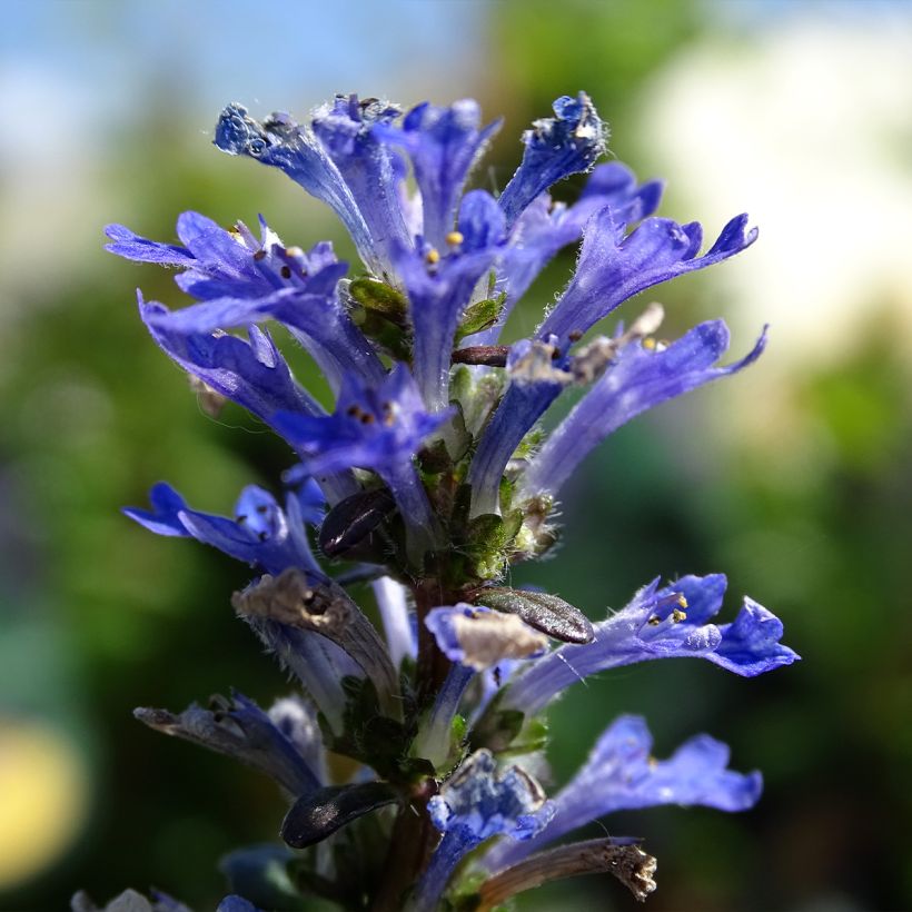 Ajuga Noble Nightingale - Bugola (Fioritura)