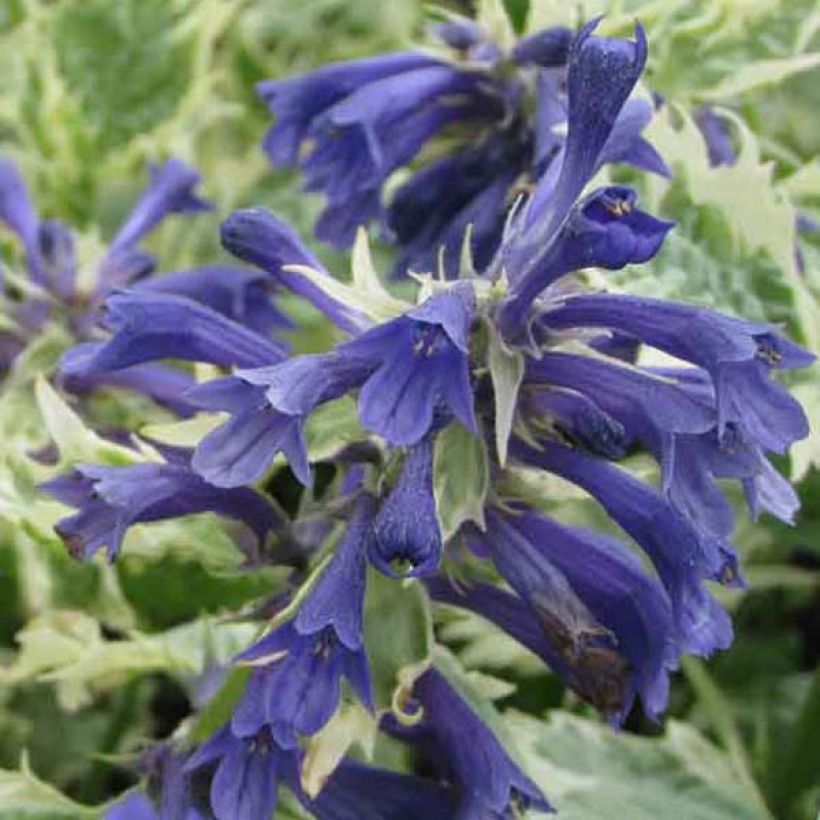 Ajuga incisa Frosted Jade (Fioritura)