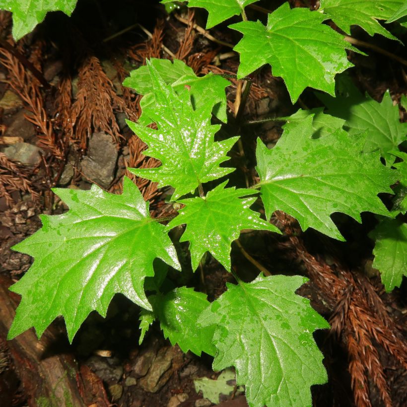 Ajuga incisa (Fogliame)