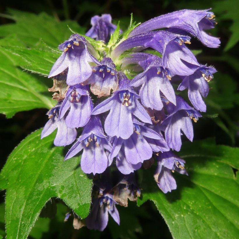 Ajuga incisa (Fioritura)