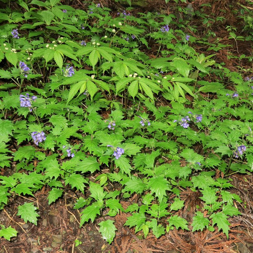 Ajuga incisa (Porto)