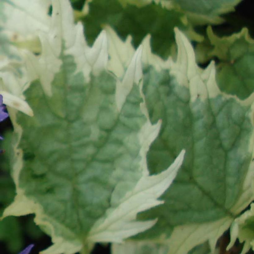 Ajuga incisa Frosted Jade (Fogliame)