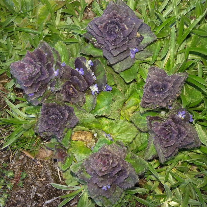 Ajuga pyramidalis - Iva piramidale (Fogliame)