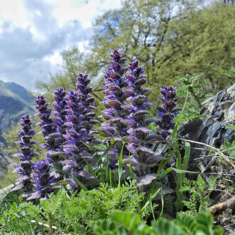 Ajuga pyramidalis - Iva piramidale (Porto)