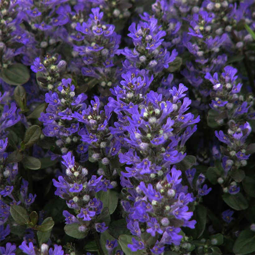 Ajuga reptans Braunherz - Bugola (Fioritura)