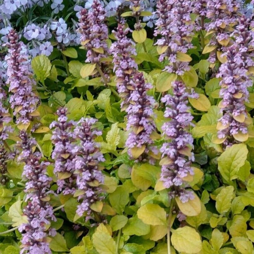 Ajuga reptans Gold Chang - Bugola (Fogliame)