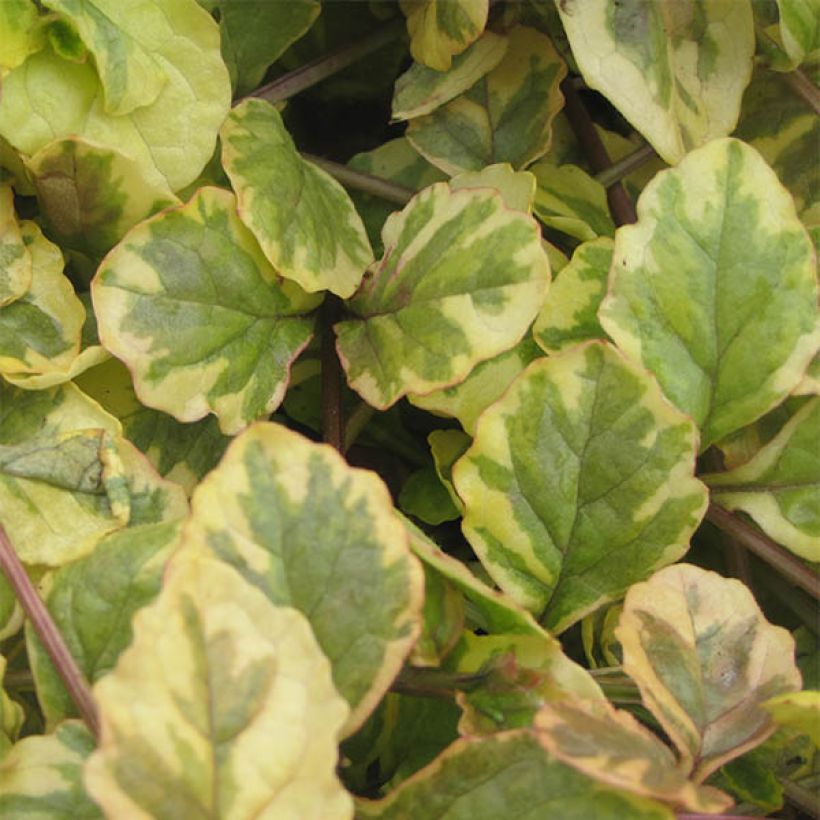 Ajuga reptans Golden Glow - Bugola (Fogliame)