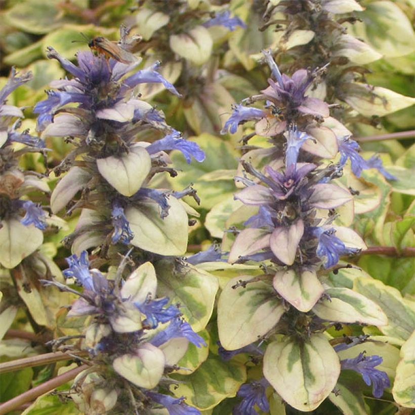 Ajuga reptans Golden Glow - Bugola (Fioritura)